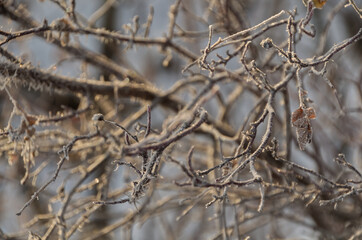 Frosted Branches in the Winter