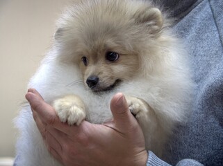 A white Pomeranian with a brown muzzle sits in the owner's arms.