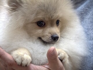 Close-up portrait of a white spitz in the owner's arms.