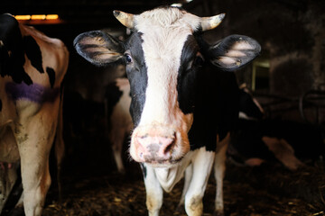Cow on the farm. Meat industry. 