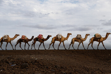 ethiopian salt lake landscape where camels are used to transport salt
