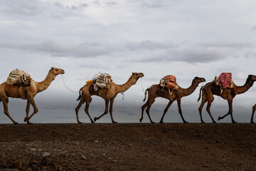 ethiopian salt lake landscape where camels are used to transport salt