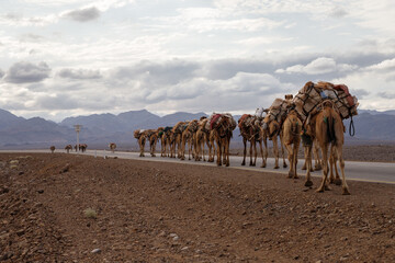 ethiopian salt lake landscape where camels are used to transport salt