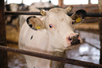 Cow on the farm. Meat industry. 