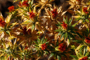 In the Ethiopian desert blooms beautiful thistles that color the whole area