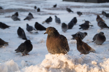 An angry pigeon on the snow, huddled in the cold, close-up.