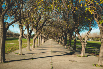 Trees in a park in Seville