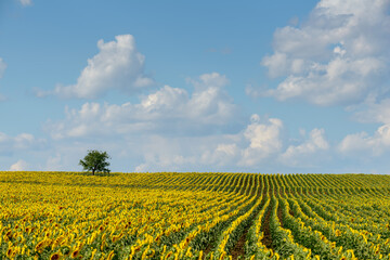 Fototapeta na wymiar sunflower fields, South Moravia, Czechia