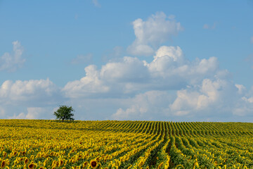 sunflower fields, South Moravia, Czechia
