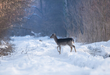 Wild deer (dama dama) in winter landscape, in the forest