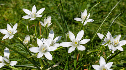 Close-up photo of white fairy lilies (Zephyranthes Candida). These magnificent flowers blossom shortly after its rain in places where it is seen that monsoon climate.