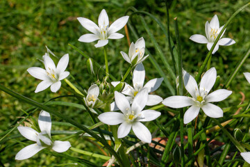 Close-up photo of white fairy lilies (Zephyranthes Candida). These magnificent flowers blossom shortly after its rain in places where it is seen that monsoon climate.
