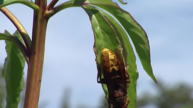 Eine Hornisse auf einem schmalen gr&uuml;nen Blatt (Makro)