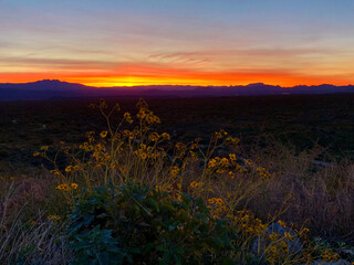 Desert Wild Flowers