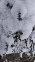 snow covered plants