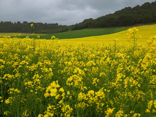 Fototapeta premium paisaje agrícola: flores amarillas de colza, campos verdes, cerro con pinos y cielo nublado.