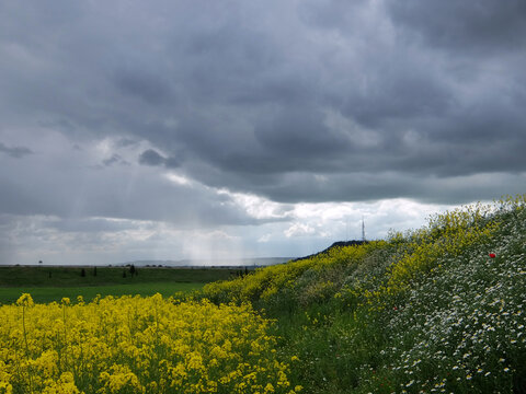 Lluvia de primavera en el campo. Cielo con nubes dram&aacute;ticas sobre un campo amarillo de colza. En un talud florecen margaritas y otras flores silvestres.