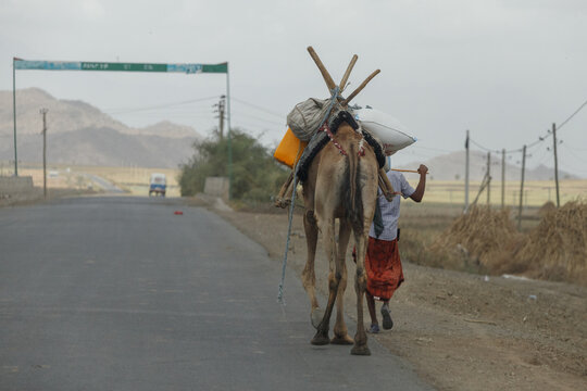 a man uses a camel for transportation while going with it down the street