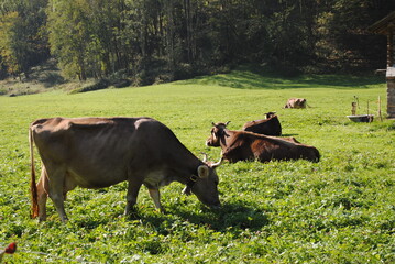 Kuhe auf WIese