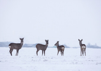Obraz premium Group of delicate wild deer (dama dama) in winter landscape, on the field outside the forest. Selective focus