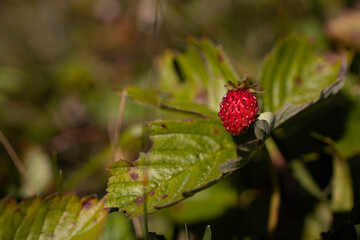 Close-up of red wild strawberry. Copy space