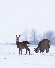 Obraz premium Group of delicate wild deer (dama dama) in winter landscape, on the field outside the forest. Selective focus