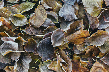 Beautiful dry leaves with frost on a ground.