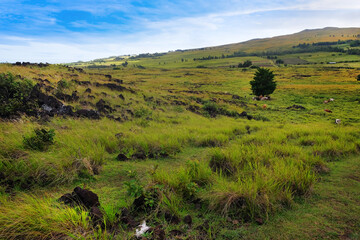 Panoramic view of green landscape on Easter Island - Rapa Nui, showing volcanic rocks and...
