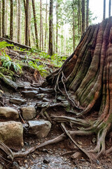 A hiking trail winds through a green forest covered in tree roots