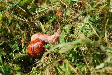 Snail with brown shiny shell crawling in the grass on a sunny day