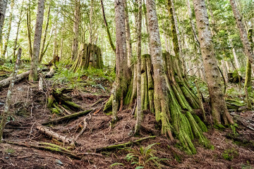A hiking trail winds through a green forest covered in tree roots