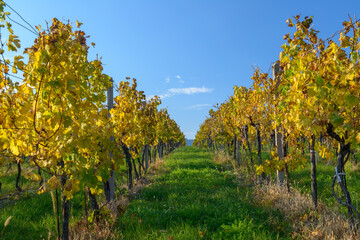 Fototapeta premium South Moravian landscape, vineyards, Czechia