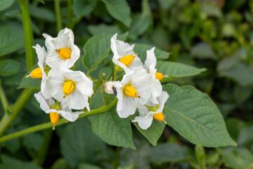 Close up photo of a Lewis' Mock Orange also known as  Indian arrowwood. This flower is native to western and it can grow in different kinds of temperatures.