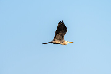Grey Heron flying in the blue sky on an early autumn morning near Zikhron Ya'akov, Israel.