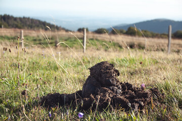 Joli crotin de cheval frais dans l'herbe au Ballon d'Alsace