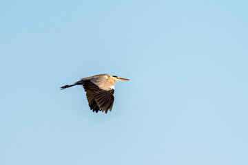 Grey Heron flying in the blue sky on an early autumn morning near Zikhron Ya'akov, Israel.