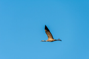 Common crane flying in an early autumn morning over a lake near Agamon Hula, Israel. 