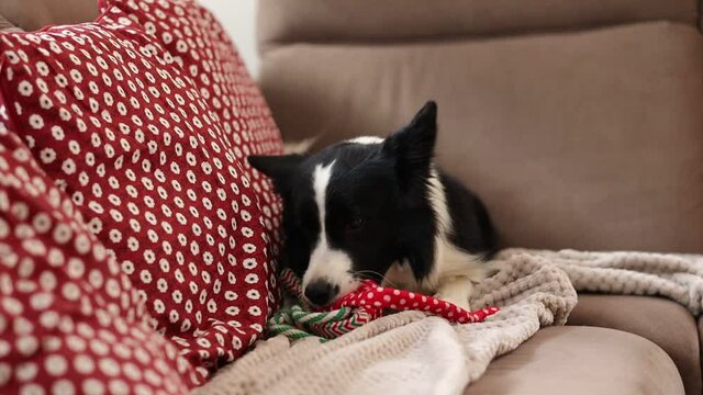 Cute Border Collie Nibbles Toy on Sofa Indoors. Black and White Dog Lies Down on Blanket on Couch during Day and Plays with its Toy.