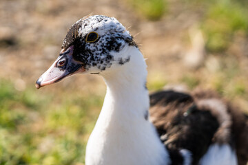 close up of a duck