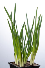 Spring onions in a pot 
