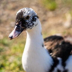 portrait of a duck
