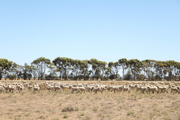 Flock of sheep grazing in dry Australian countryside