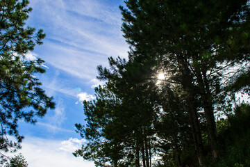 Pine trees (Pinus) under the sunbeams on a sunny afternoon in the city of Apiaó, Sao Paulo, Brazil.