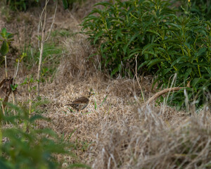 bird in the grass