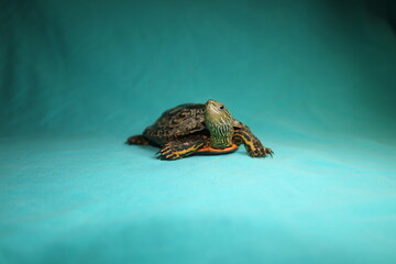 terrapin, turtle isolated on a green background.
Caspian turtle or striped neck terrapin (Mauremys caspica)
Close up of a reptile. tortoise, Reptiles, animal, animals, pets, pet, wildlife, wild nature