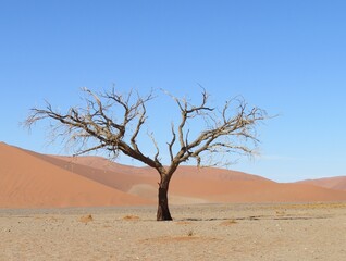 A camel thorn tree in front of Sossusvlei dunes in the Namib desert.