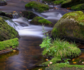 Hamersky stream, Sumava National Park, Czechia