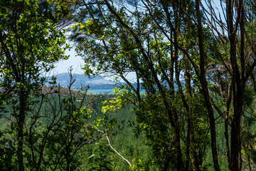 Obraz premium trees and sky