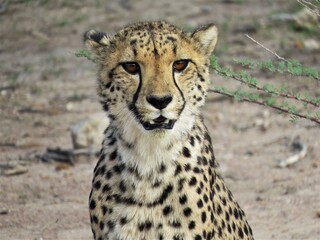 A young cheetah looking out for possible prey in the Namibian savanna. 