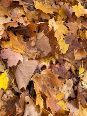 Fall Leaves on Ground
